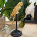 Ambrose Gold Parrot on a Stand The Wolf and Peacock
